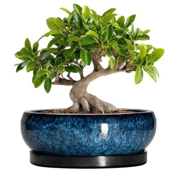 10 Best Bonsai Pots for 2026 (Your Trees Deserve Better) 4 10 inch ceramic bonsai pot with saucer