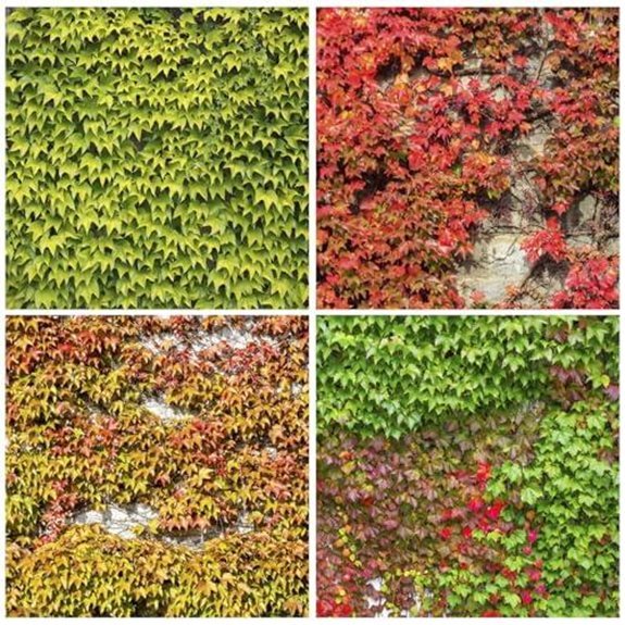 160 mix ivy vine liana seeds