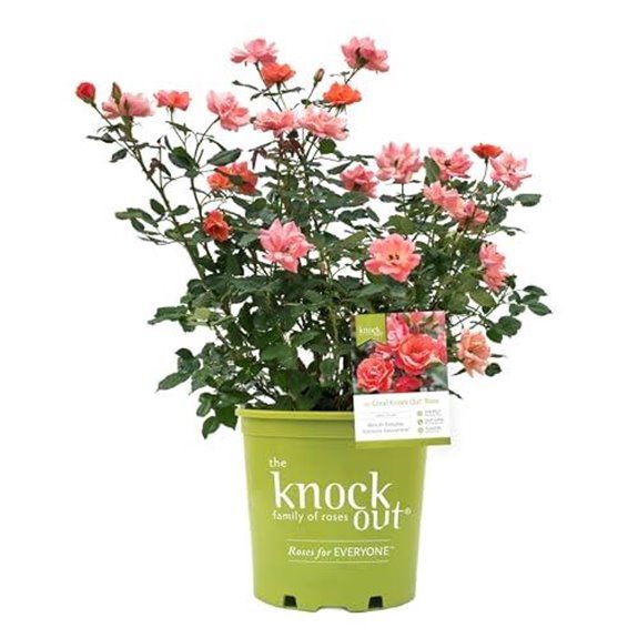 10 Best Roses to Buy for 2026 (Bouquet Goals) 4 1 gallon coral knock rose shrub