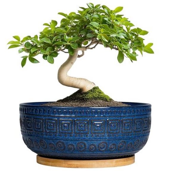 10 Best Bonsai Pots for 2026 (Your Trees Deserve Better) 7 8 inch ceramic bonsai pot with drainage