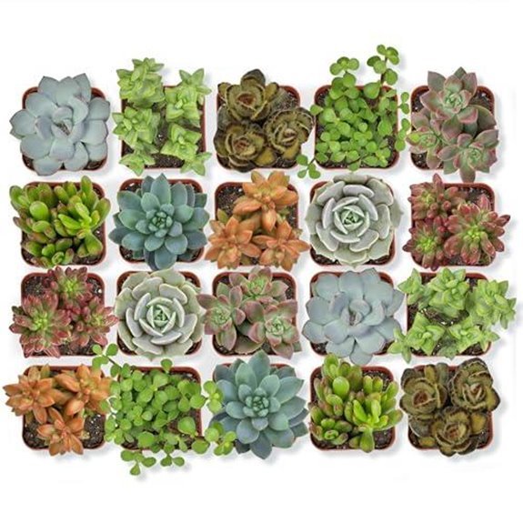 altman plants succulent pack 20