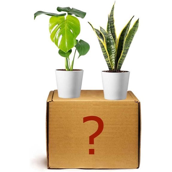american plant exchange mystery box contents