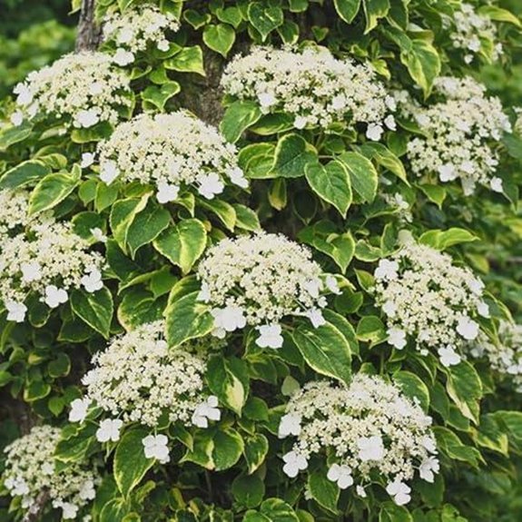 10 Best Climbing Hydrangeas for 2026 2 blue romantic flowering shrub blooms