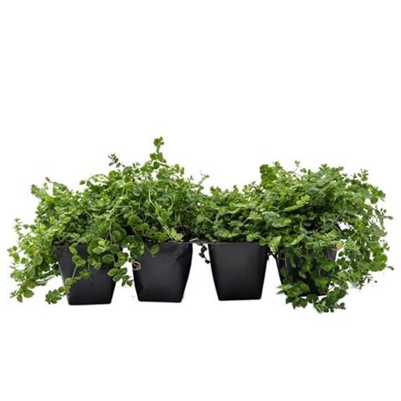 15 Best Creeper for Shade in 2026 7 blue star creeper starter plants