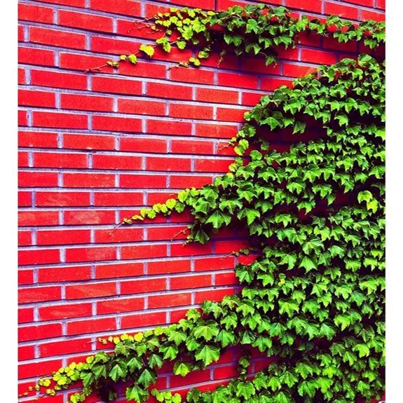 10 Best Climbing Ivy Plants for 2026 That'll Transform Your Walls 2 boston ivy vine seeds easy to grow
