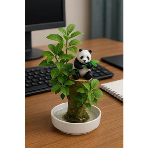 10 Best Plants to Give a Man in 2026 10 brazilian lucky wood plant kit