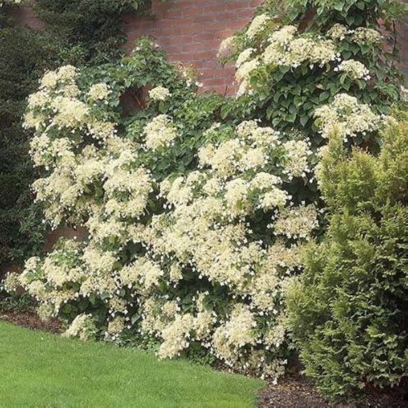 10 Best Climbing Hydrangeas for 2026 1 brighter blooms hydrangea no ak az hi shipping