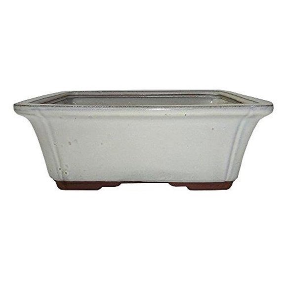10 Best Bonsai Pots for 2026 (Your Trees Deserve Better) 10 brussels city belgian capital