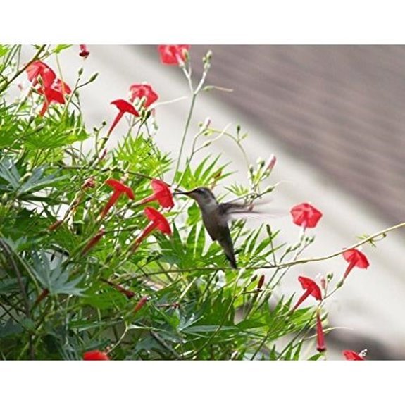 10 Best Annual Climbers for 2026 (Vertical Garden Magic) 3 cardinal climber vine seeds