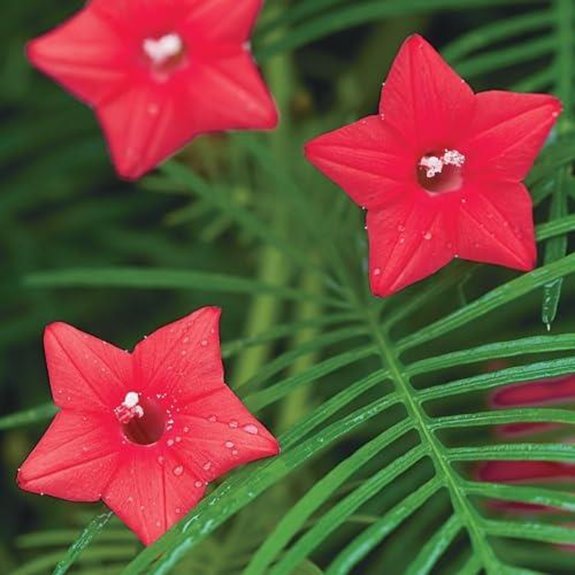 10 Best Annual Climbers for 2026 (Vertical Garden Magic) 7 cardinal climber vine seeds