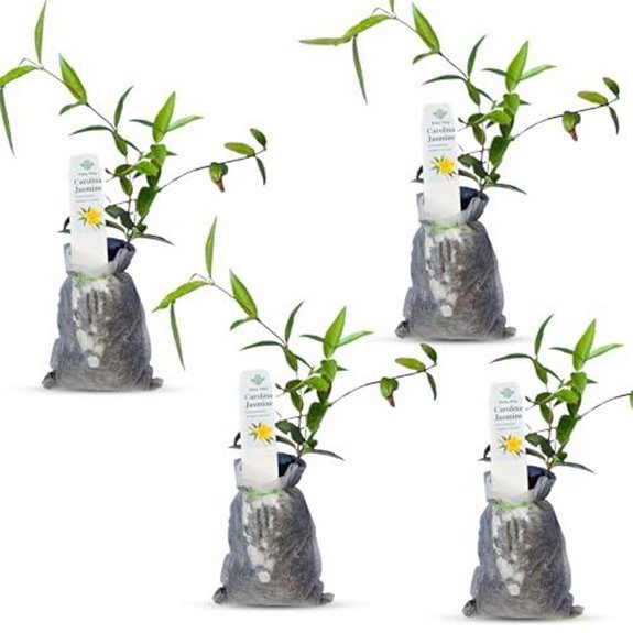 6 Best Evergreen Climbers for Shade in 2026 1 carolina jasmine live evergreen vine