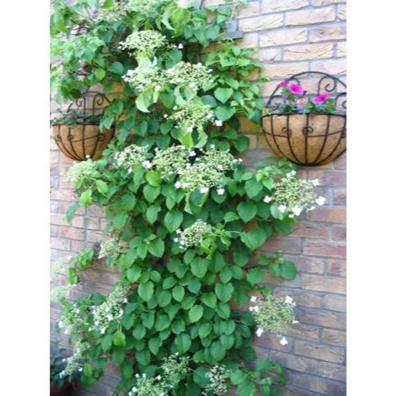 10 Best Climbing Hydrangeas for 2026 8 climbing hydrangea anomala petiolaris seeds