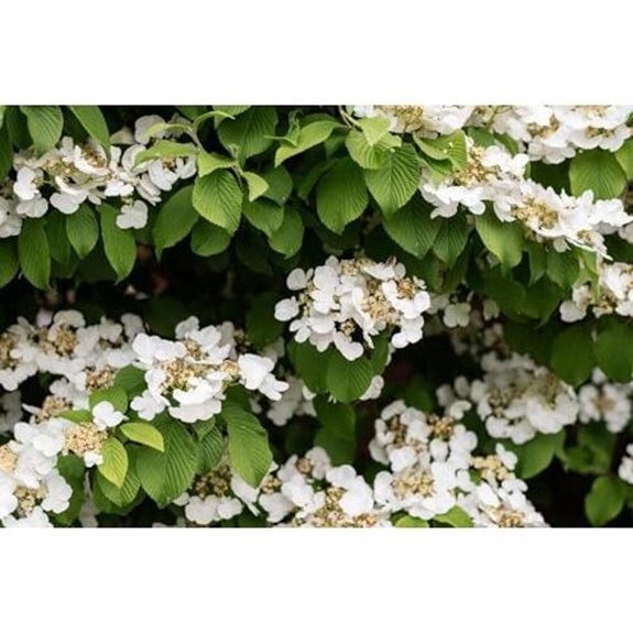 10 Best Climbing Hydrangeas for 2026 10 climbing hydrangea in container