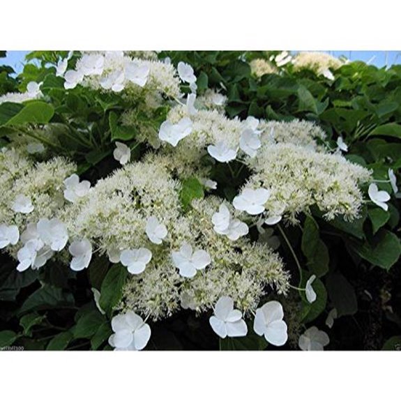 10 Best Climbing Hydrangeas for 2026 7 climbing hydrangea seed count