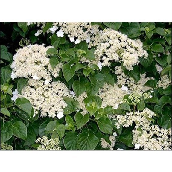10 Best Climbing Hydrangeas for 2026 4 climbing hydrangea vine seeds