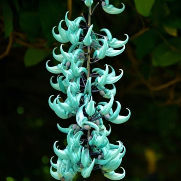 climbing jade vine seeds pack