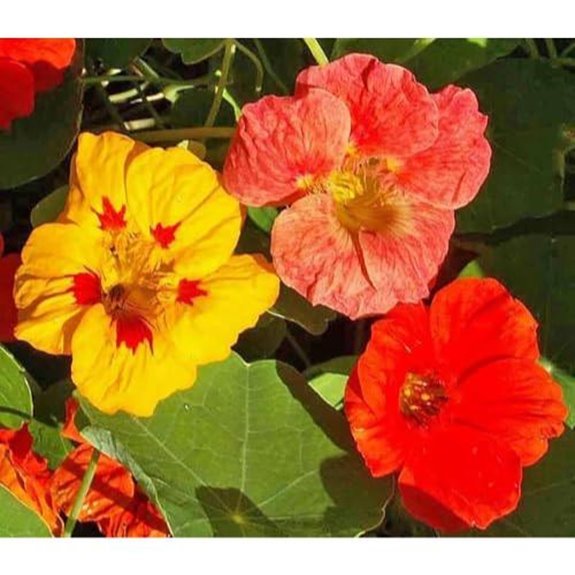 5 Best Climbing Nasturtium Varieties for 2026 4 climbing nasturtium seeds fences