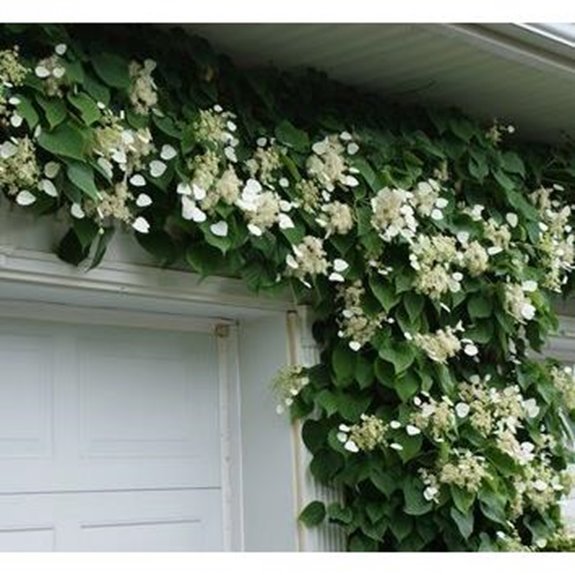10 Best Climbing Hydrangeas for 2026 6 climbing silver hydrangea vine
