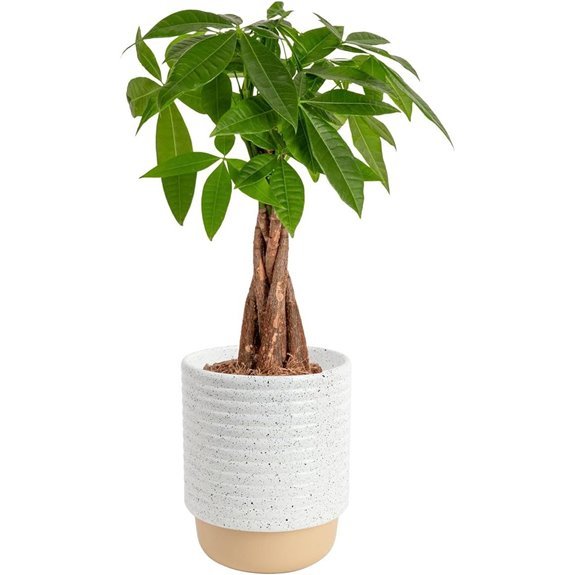 costa farms money tree plant product