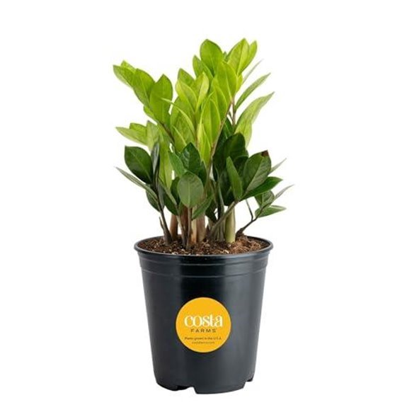 10 Best Plants to Give a Man in 2026 8 costa farms zz plant 12 20 inches
