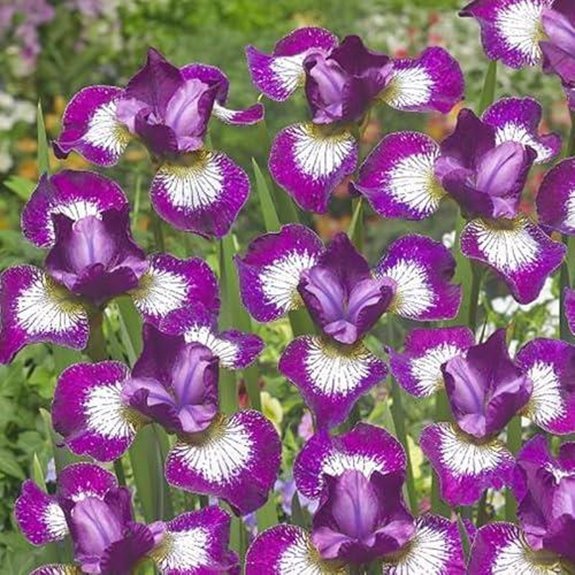10 Best Siberian Iris for 2026 (Stunning Garden Blooms) 3 currier siberian iris bulbs 5