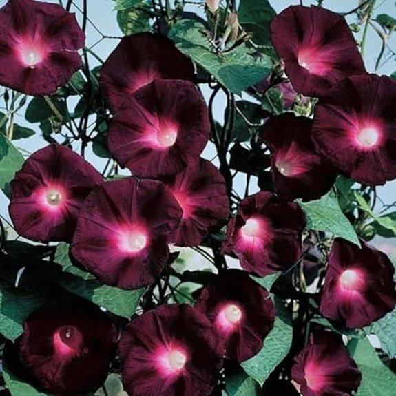 7 Best Flowering Vines for Shade in 2026 2 dark red morning glory seeds