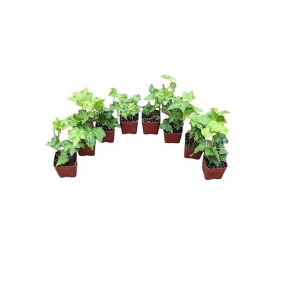 10 Best Climbing Ivy Plants for 2026 That'll Transform Your Walls 6 english ivy 2 inch pots