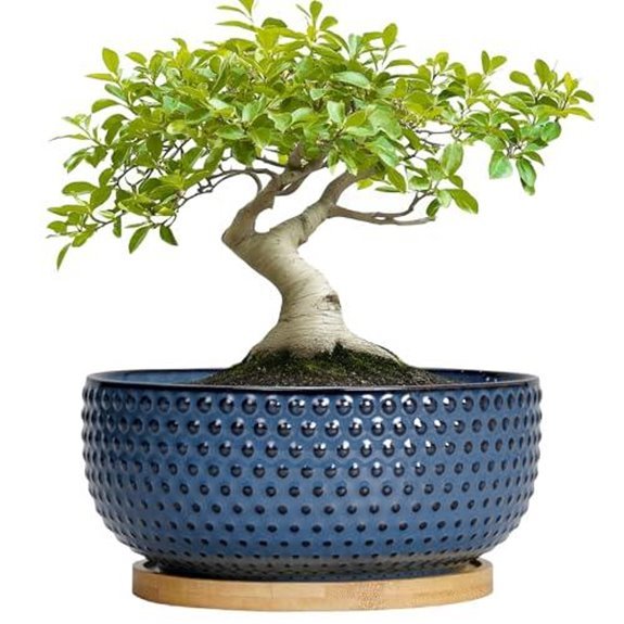 10 Best Bonsai Pots for 2026 (Your Trees Deserve Better) 9 epfamily 8 inch bonsai pots