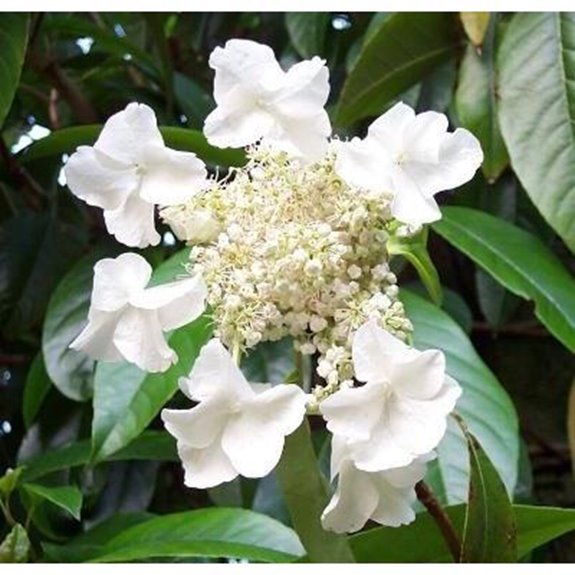 10 Best Climbing Hydrangeas for 2026 9 evergreen climbing hydrangea vine