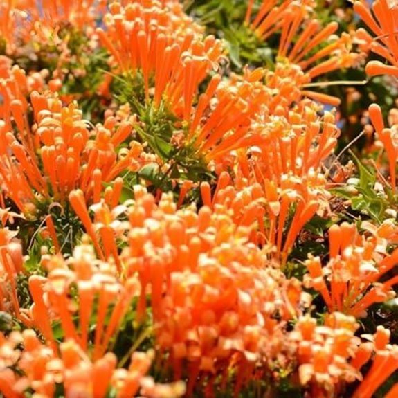 7 Best Flowering Vines for Shade in 2026 4 flame vine seed packets