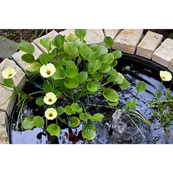 gold water poppies easy pond plants
