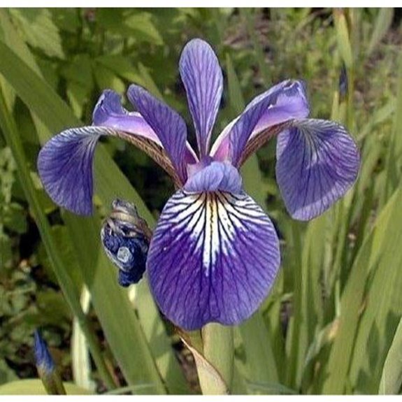 harlequin blue flag iris