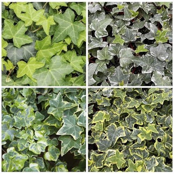 10 Best Climbing Ivy Plants for 2026 That'll Transform Your Walls 1 hundred pcs ivy vine seeds