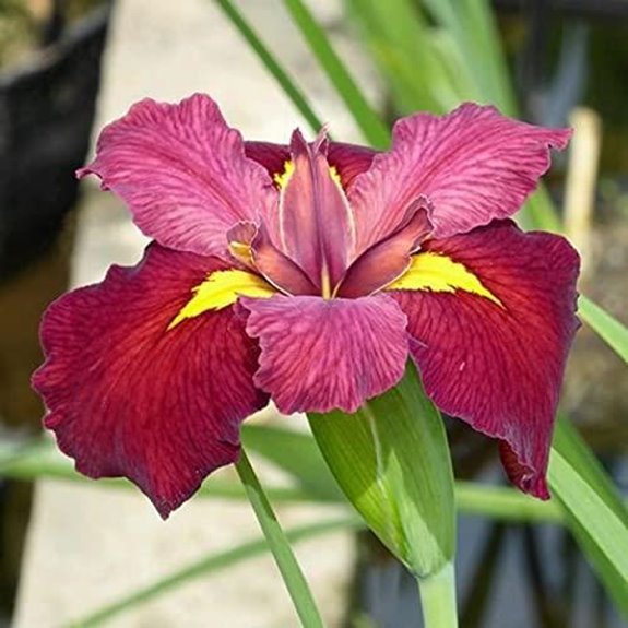 iris flower with petals