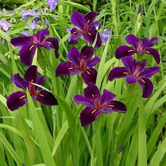 iris illustration evokes delicate bloom