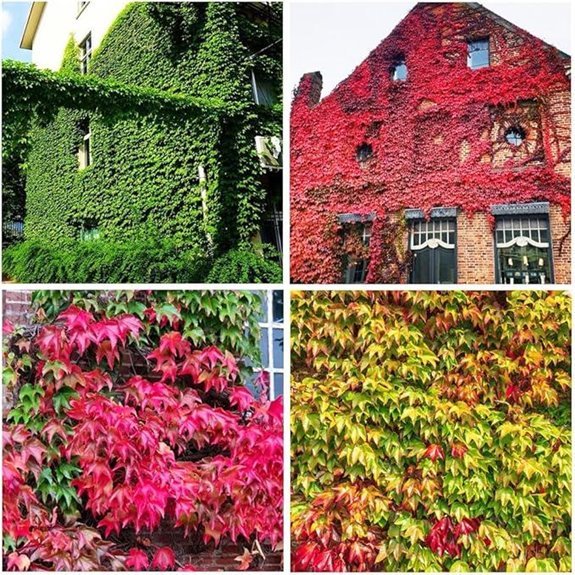 10 Best Climbing Ivy Plants for 2026 That'll Transform Your Walls 7 ivy vine seeds outdoors