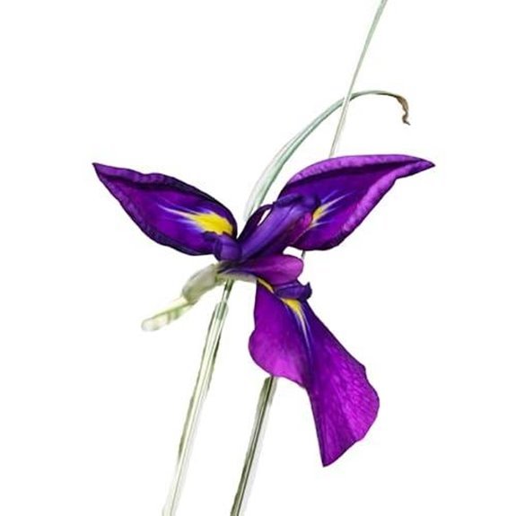 japanese variegated iris pond plant 3 pack
