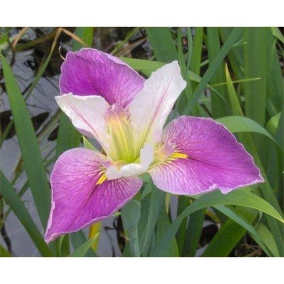 louisiana iris white purple marginal