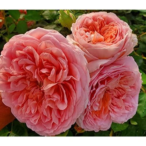 10 Best Roses to Buy for 2026 (Bouquet Goals) 7 ma cherie rose bush plant