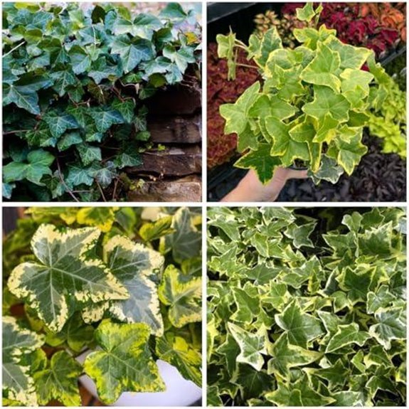 10 Best Climbing Ivy Plants for 2026 That'll Transform Your Walls 3 mixrug 100 english ivy seeds