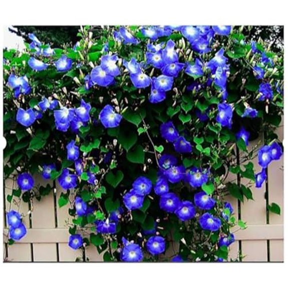 10 Best Climbing Ivy Plants for 2026 That'll Transform Your Walls 9 morning glory seeds package 250 seeds