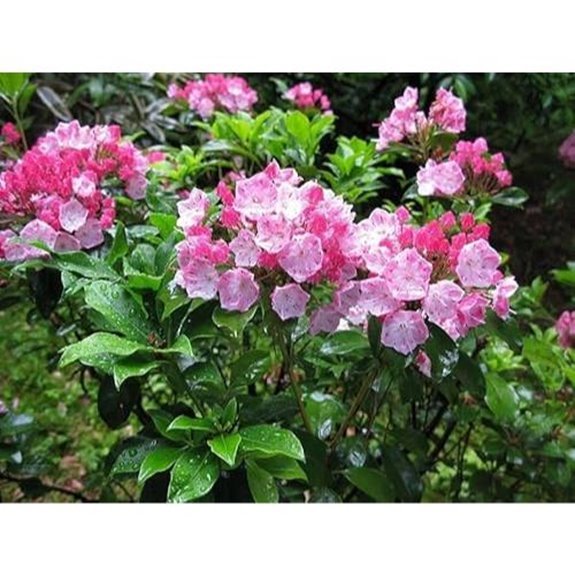 6 Best Evergreen Climbers for Shade in 2026 6 mountain laurel seeds pack kalmia latifolia