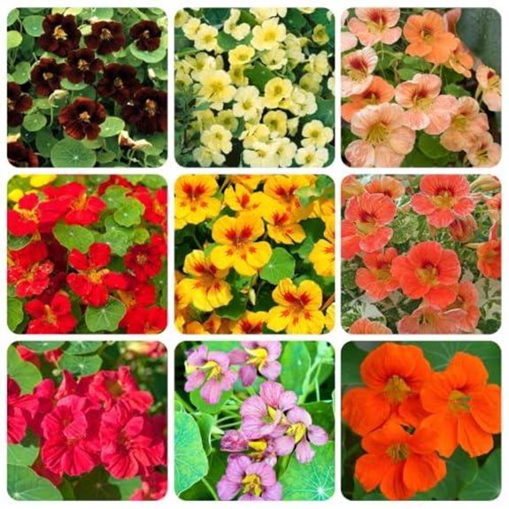 5 Best Climbing Nasturtium Varieties for 2026 2 nasturtium seeds attract pollinators