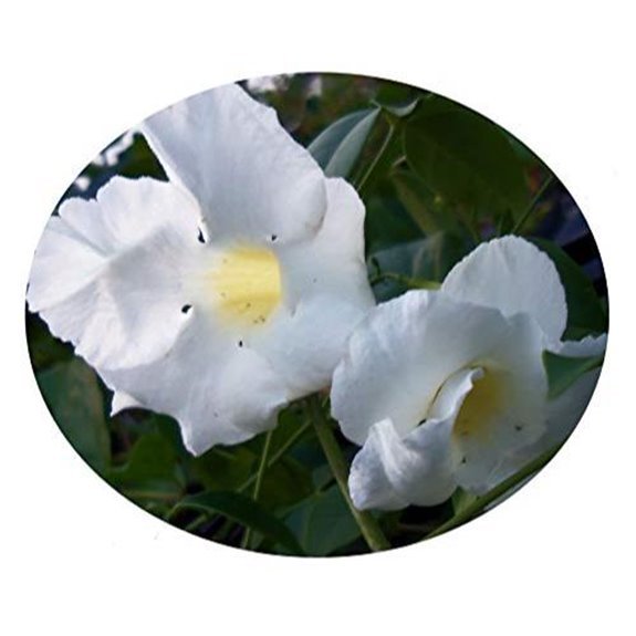 10 Best Climbers for Fences to Transform Your Garden in 2026 7 pandorea jasminoides white vine