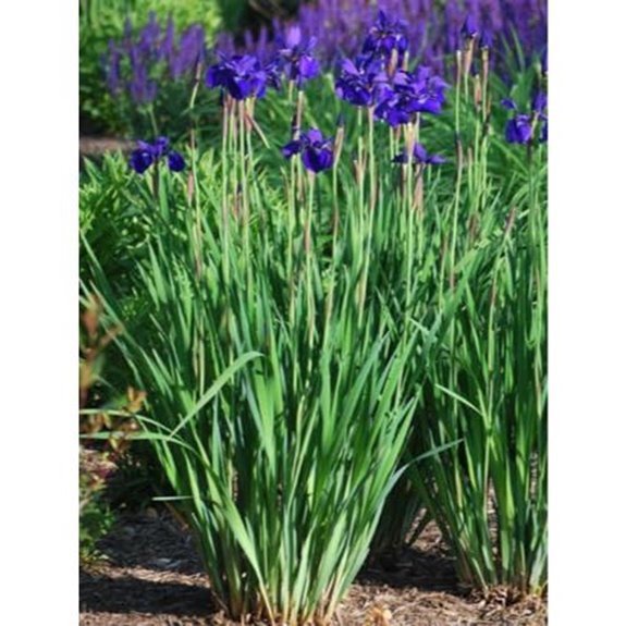 10 Best Siberian Iris for 2026 (Stunning Garden Blooms) 1 perennial farm siberian iris