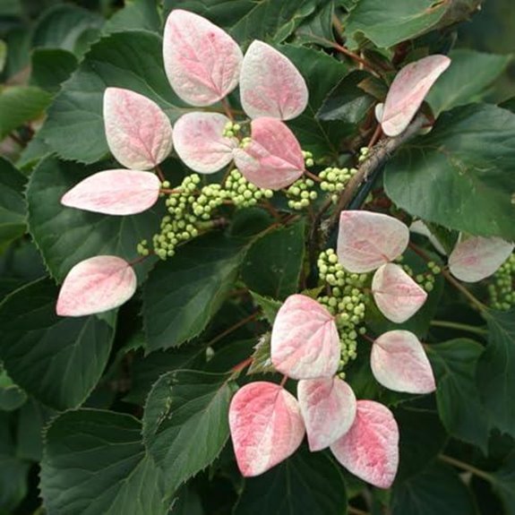 10 Best Climbing Hydrangeas for 2026 5 proven winners rose sensation