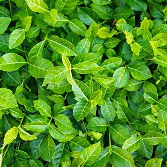 6 Best Evergreen Climbers for Shade in 2026 2 purple wintercreeper ground cover bare roots
