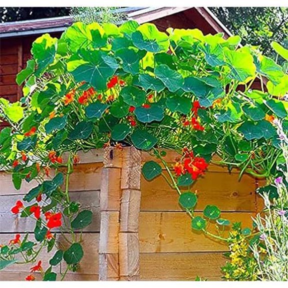 5 Best Climbing Nasturtium Varieties for 2026 3 red and yellow nasturtium seeds 60