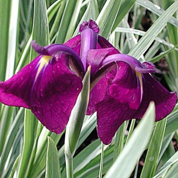 red crocus variegated iris pair pack