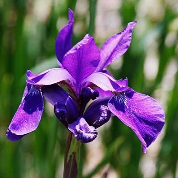 10 Best Siberian Iris for 2026 (Stunning Garden Blooms) 6 ruffled velvet iris bulbs